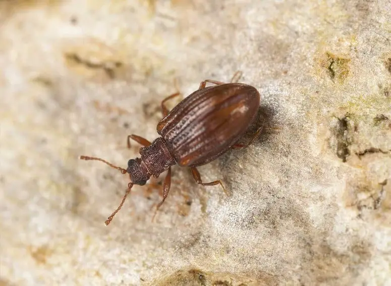 can carpet beetles live in mattresses