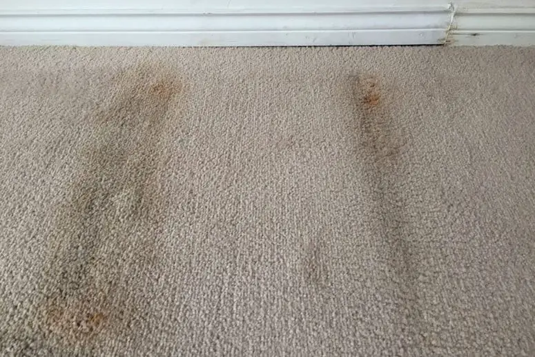 How To Get Mold Out Of Carpet