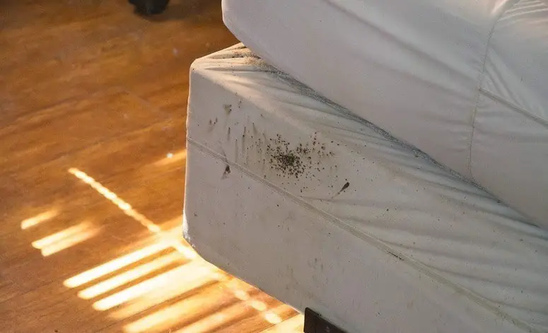 Mattress Bed Bugs