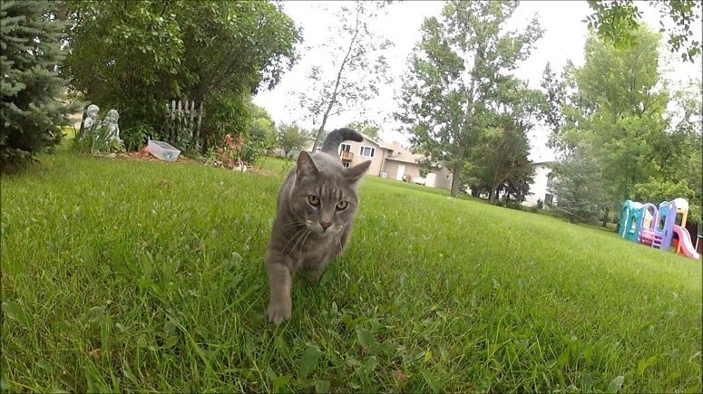 Cat In The Yard