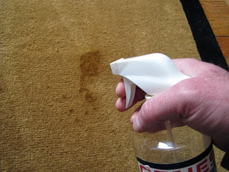 Cleaning Vomit From Carpet