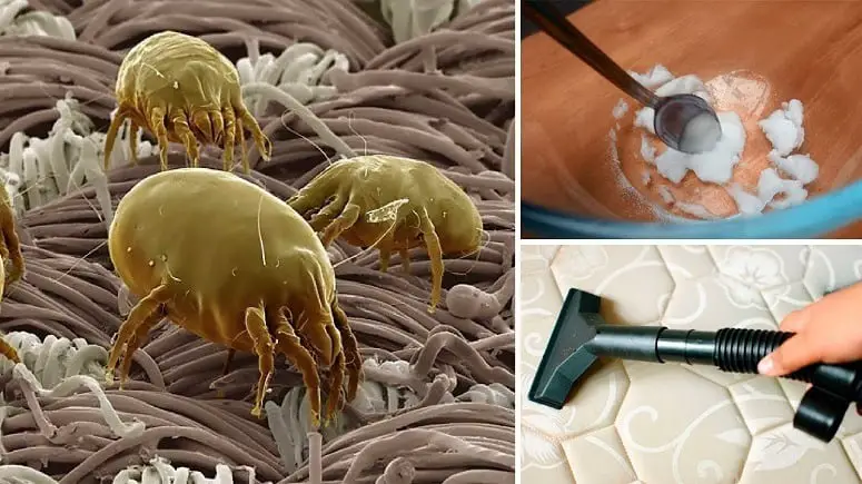 Removing Dust Mites From Mattress