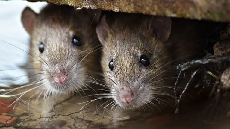 Best Way To Get Rid Of Mice In Your House, And Keep Them Away – Home
