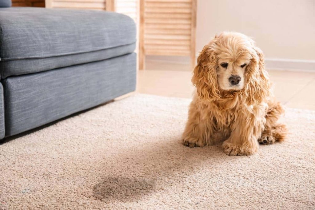 Replacing carpet to remove pet odor - does it work?