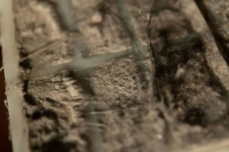 How To Clean Shark Rocket Vacuum Filter Home Clean Expert