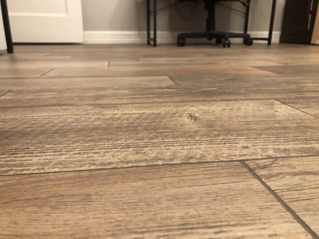 Tile floor is always dirty - why?