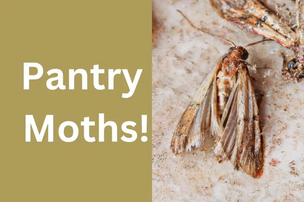 What attracts pantry moths?